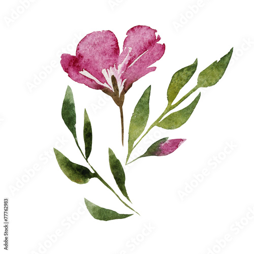 Fototapeta Naklejka Na Ścianę i Meble -  geranium, watercolor, pattern