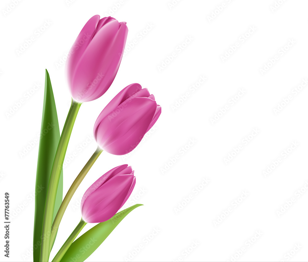 Realistic Colorful Tulips in Isolated Background