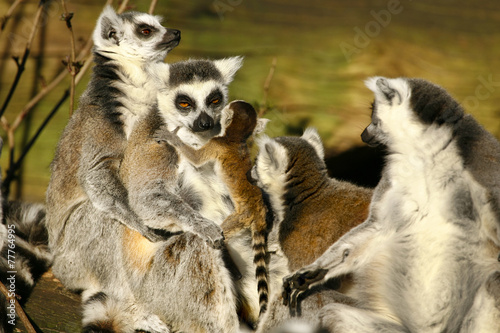 Ringstaartmaki's knuffelen in de zon. © photoPepp