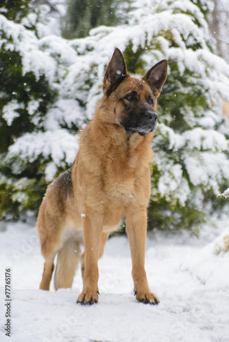 Portrait of a German shepherd dog stands in winter