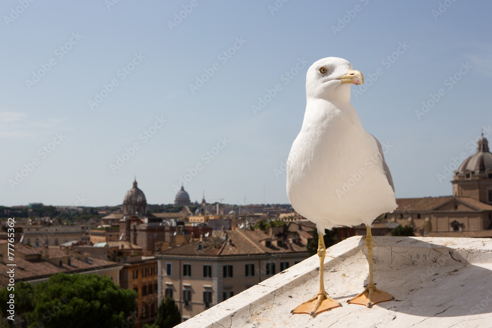 Seagull in Rome