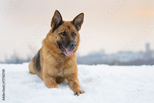 German Shepherd dog lying in the snow against the sky © neuenberg