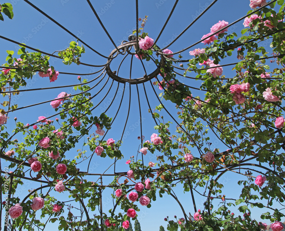 Obraz premium rosier sur une gloriette