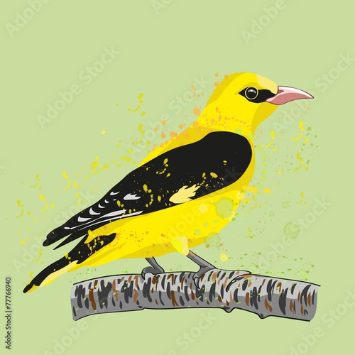 oriole