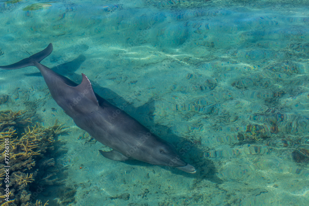 Fototapeta premium Dauphin