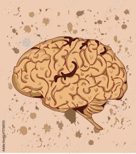 the human brain