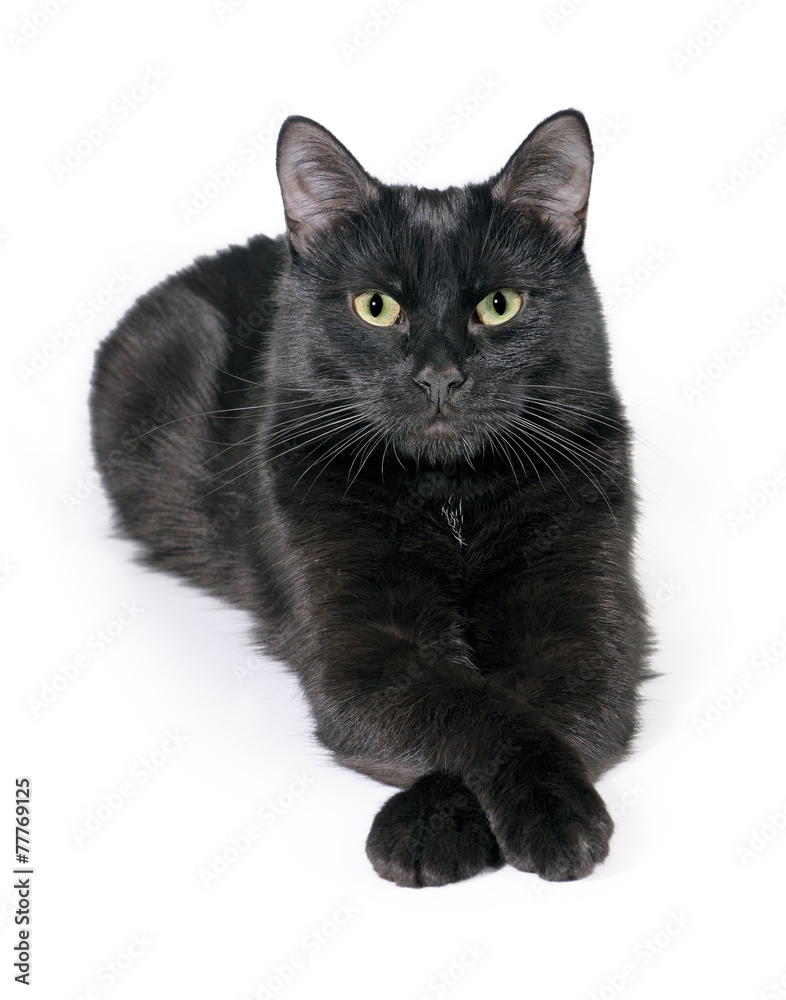 Black cat lies on a white background, looks in the camera.