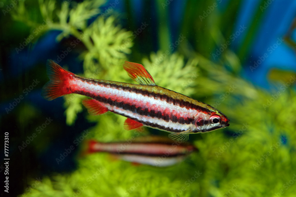 Nannostomus fish