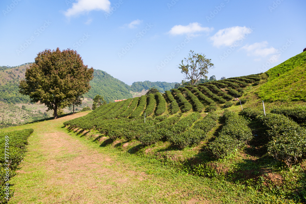Tea plantation at Doi Mae Salong, Chiang Rai, Thailand