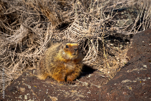 Yellow Bellied Marmot is startled by photographer