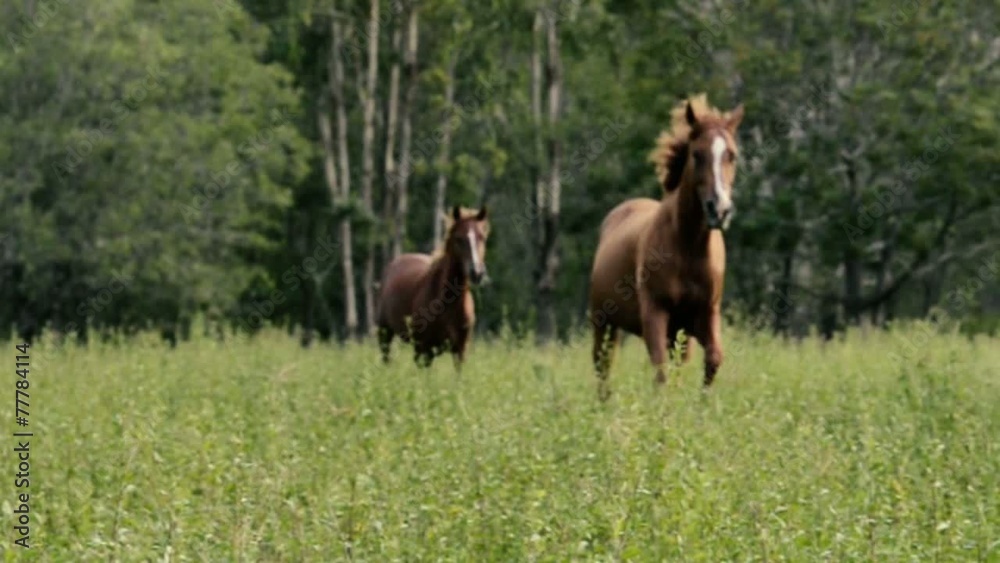 Horses galloping in the outback Horses galloping in the outback