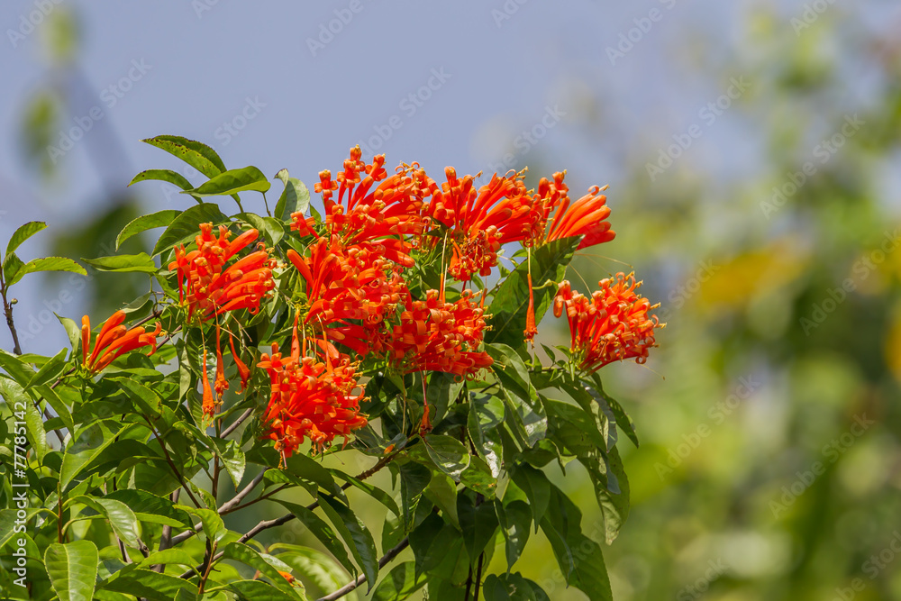 Pyrostegia venusta or Orange trumpet flowers Pyrostegia venusta or Orange trumpet flowers