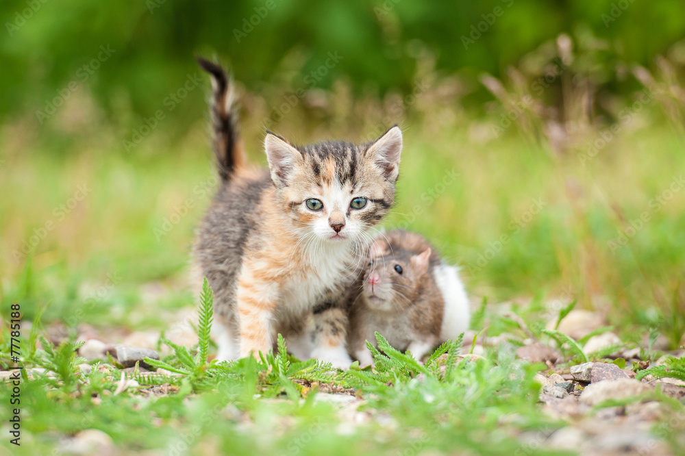 Little tabby kitten with a mouse