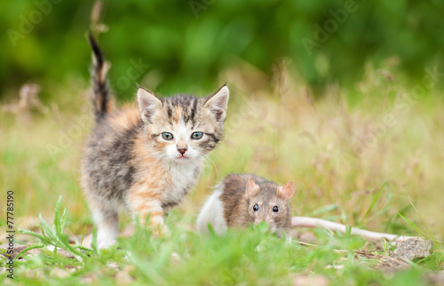 Little tabby kitten with a rat outdoors