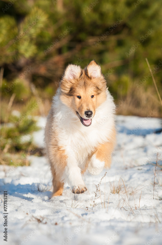 Rough collie puppy running in winter Rough collie puppy running in winter
