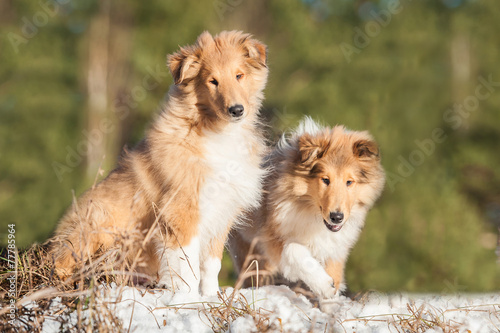Two rough collie puppies sitting on the hill in winter