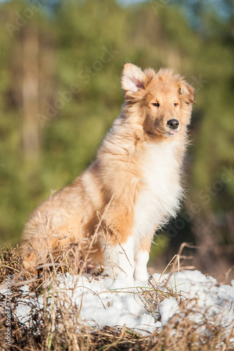 Rough collie puppy sitting on windy day with one ear up © Rita Kochmarjova
