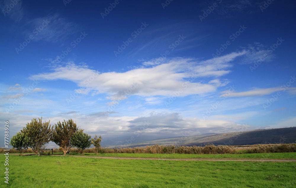 Green Grass Field with Trees on Deep Blue Sky