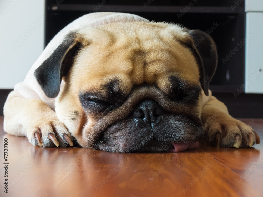 Close up face of Cute pug puppy dog sleeping by chin and tongue lay down on laminate floor