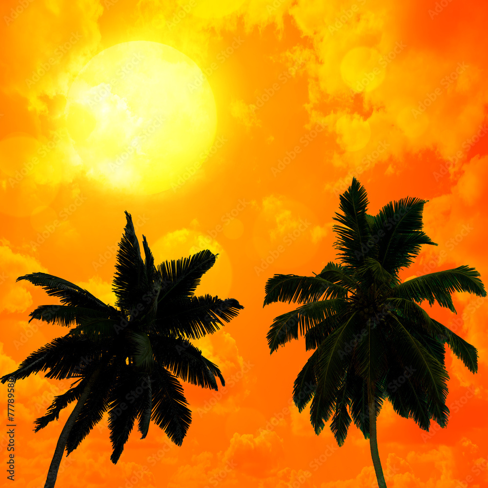 Palm trees a on  sunset background