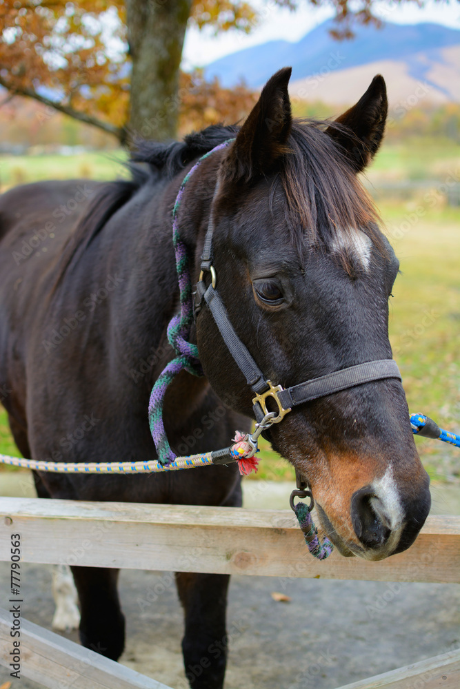 Fototapeta premium 馬のポートレート