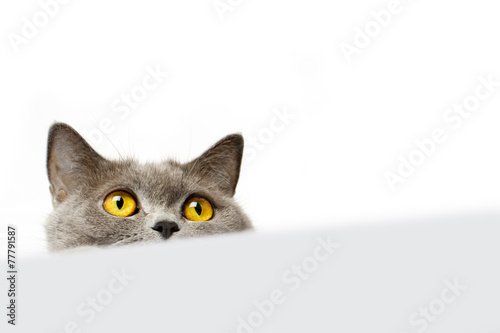 British shorthair cat