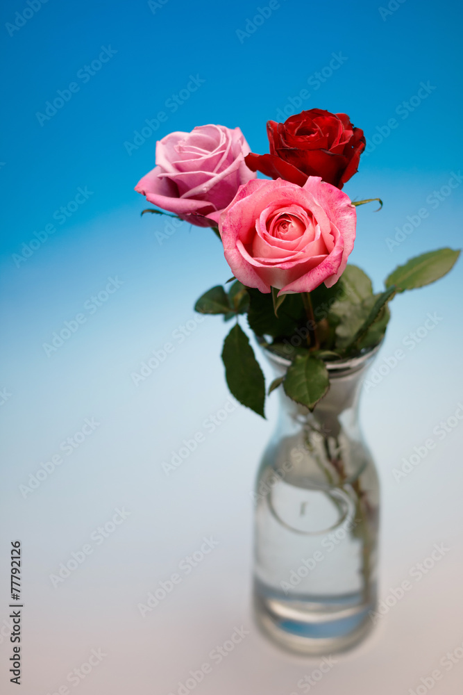 薔薇 薔薇