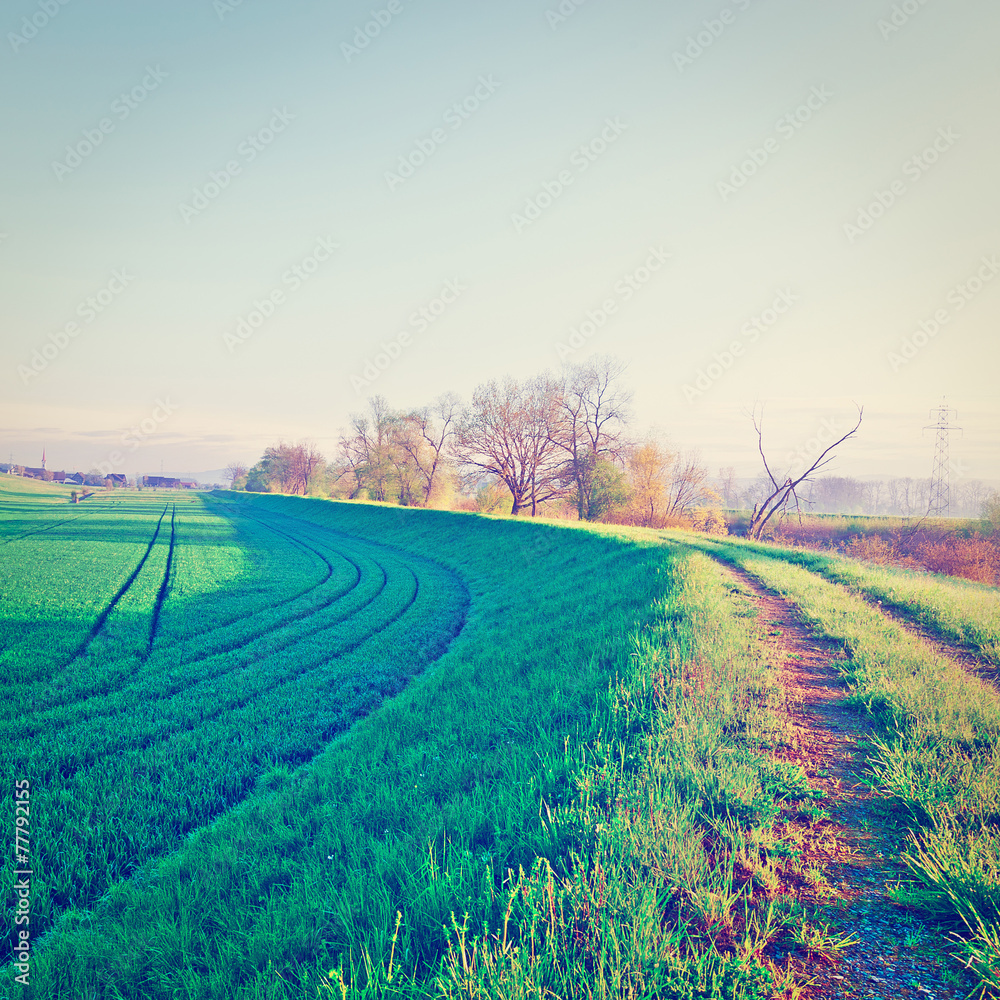 Fototapeta premium Pasture