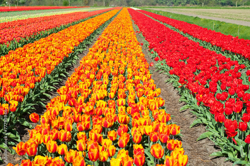 Field of tulips