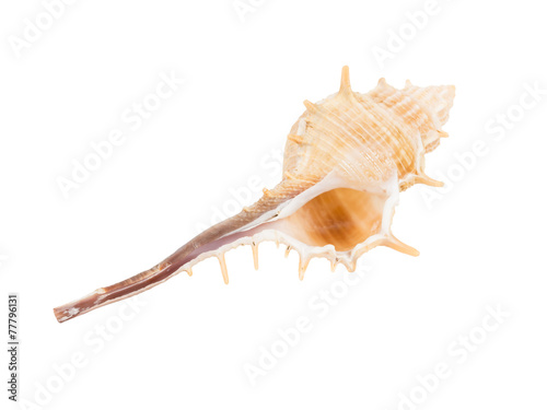 Bent-spined Shell - MURICIDAE, Murex aduncospinosus photo