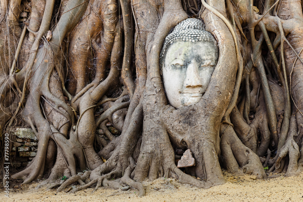 Head of sandstone buddha in tree root at wat mahathat temple, Ay Head of sandstone buddha in tree root at wat mahathat temple, Ay