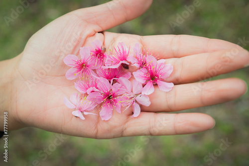 Wild Himalayan Cherry Petal On Hand
