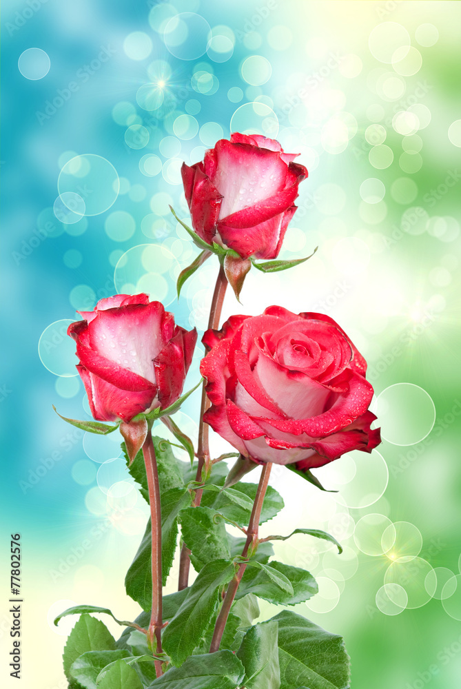 Obraz premium rose flower