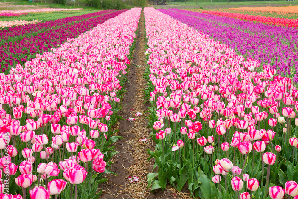 Rows of dutch tulips Rows of dutch tulips