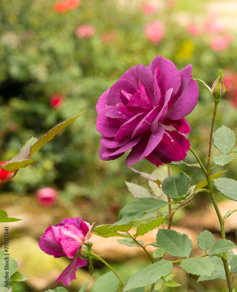 beautiful violet rose in a garden beautiful violet rose in a garden