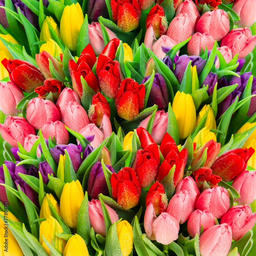 Fresh spring tulip flowers with water drops. Vibrant colors #77804140