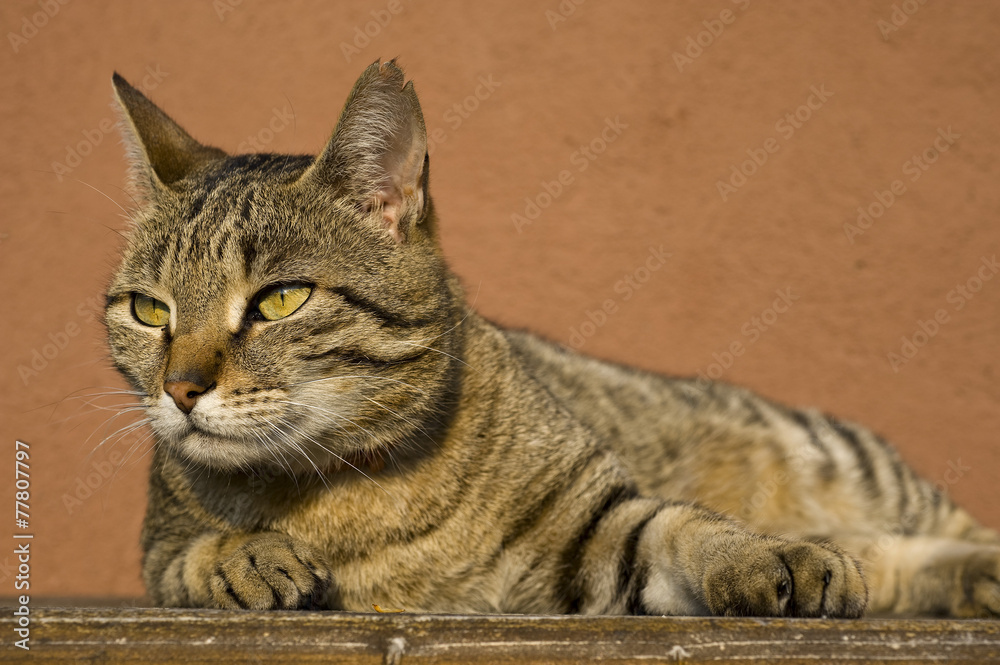 Obraz premium Kater