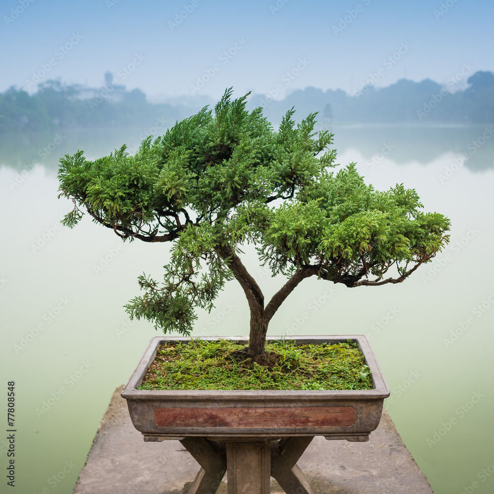 Japanese bonsai tree in pot at zen garden Bonsai is a Japanese art form  using trees grown in containers Stock Photo