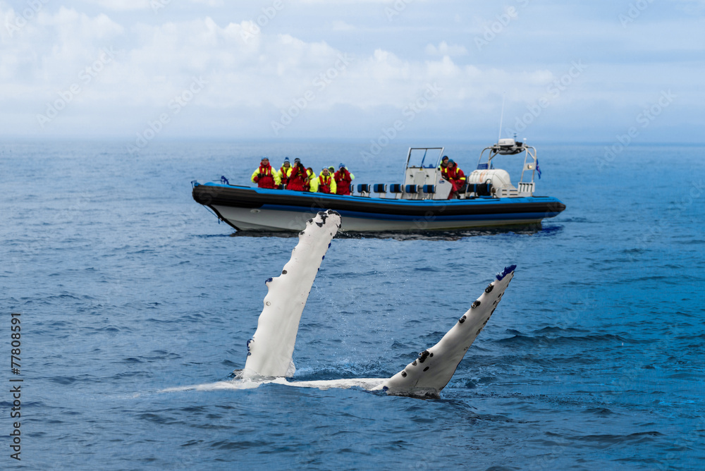 Fototapeta premium Wale Watching - Walbeobachtung - Buckelwal