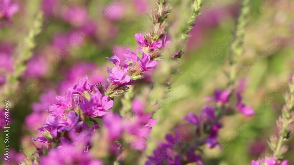 Beautiful Spring pink flowers with flying bees collecting honey Beautiful Spring pink flowers with flying bees collecting honey