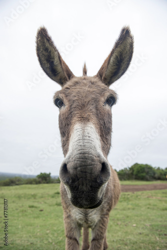 funny donkey face