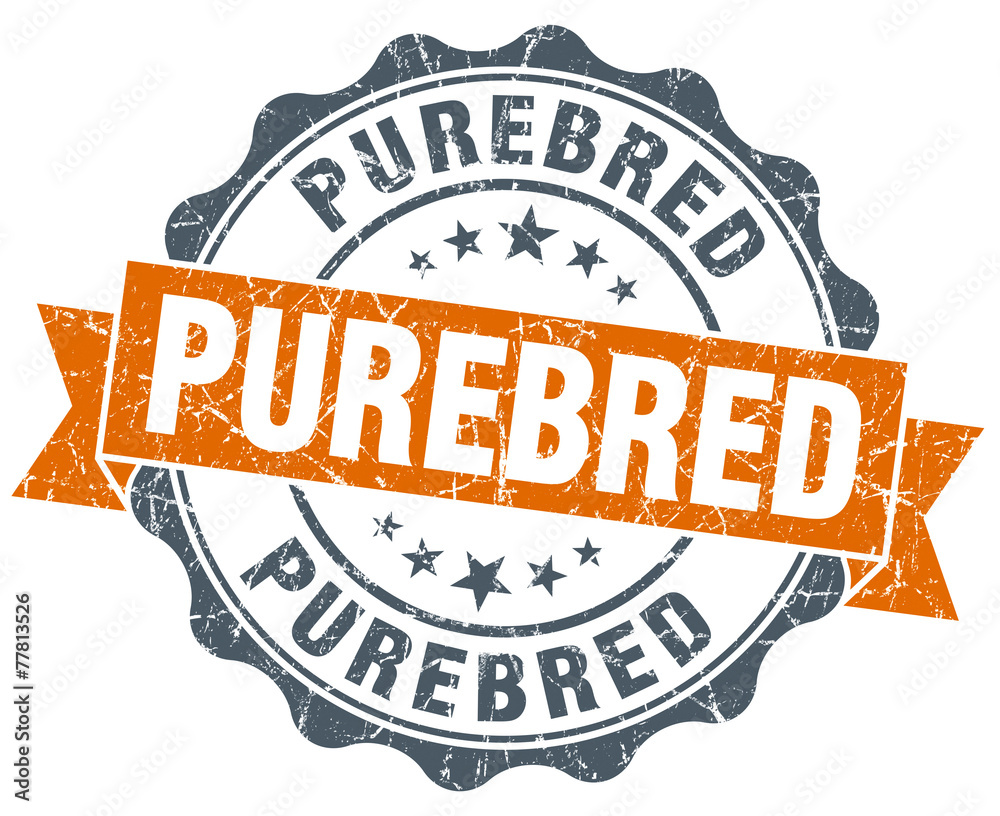 Obraz premium purebred vintage orange seal isolated on white