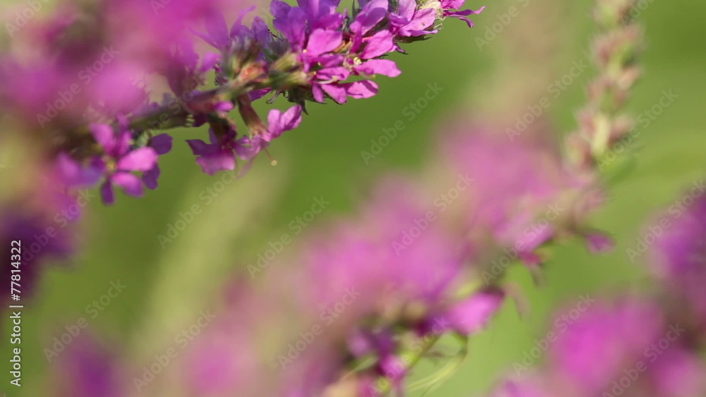 Beautiful Spring pink flowers with flying bees collecting honey Beautiful Spring pink flowers with flying bees collecting honey