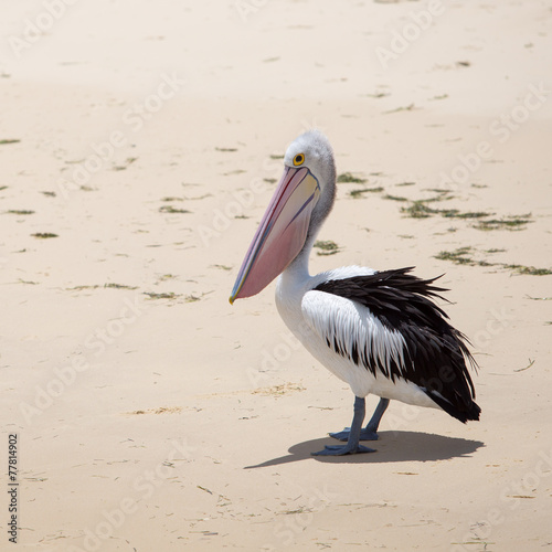 Pelican in natural