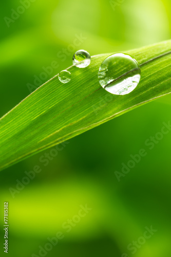 leaf with rain droplets - Stock Image