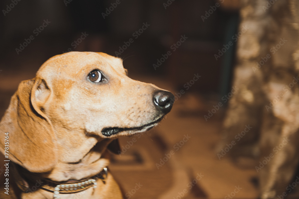Dog of breed dachshund 1881.