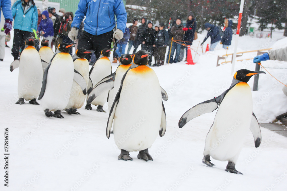 Fototapeta premium King Penguin walk for exercise