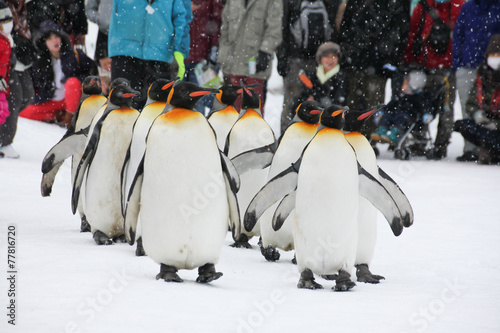 King Penguin walk for exercise photo