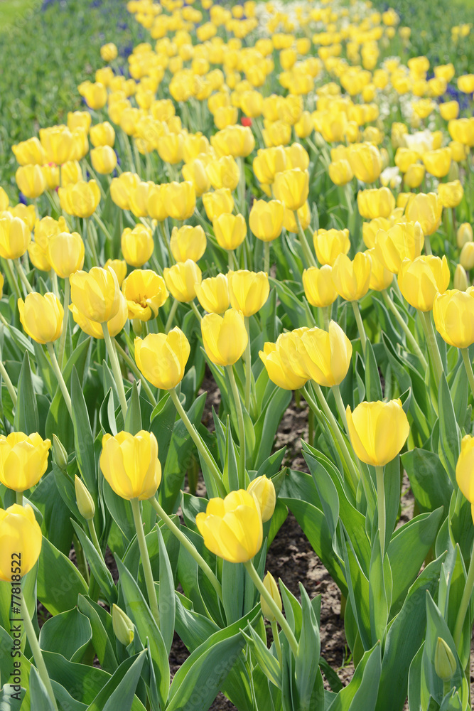 Obraz premium yellow Tulips flowerbed in springtime