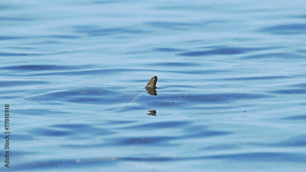 Swimming sea Snake in blue tropical water, FULL HD Swimming sea Snake in blue tropical water, FULL HD